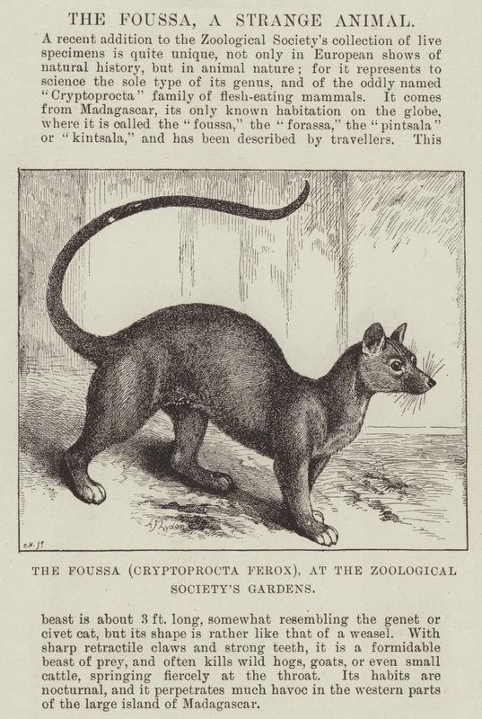 The Foussa (Cryptoprocta Ferox), at the Zoological Society