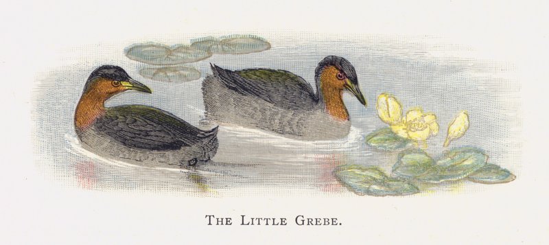The Little Grebe by Alexander Francis Lydon
