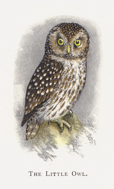 The Little Owl by Alexander Francis Lydon