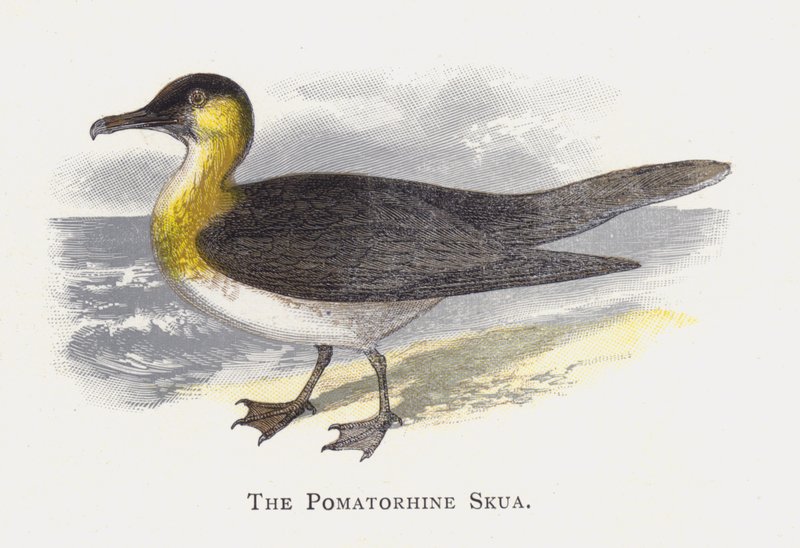 The Pomatorhine Skua by Alexander Francis Lydon