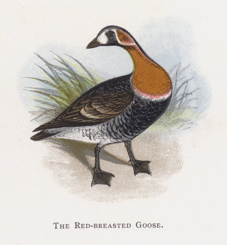 The Red-breasted Goose by Alexander Francis Lydon