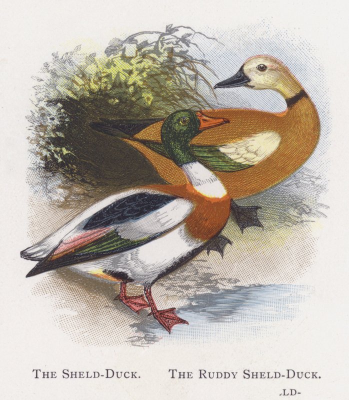 The Sheld-Duck, The Ruddy Sheld-Duck by Alexander Francis Lydon
