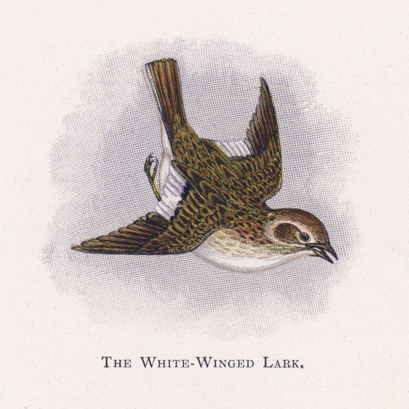 The White-Winged Lark by Alexander Francis Lydon