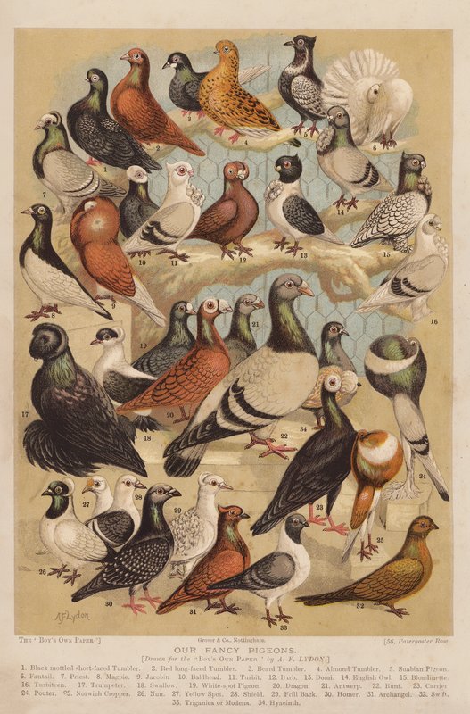 Pigeons by Alexander Francis (after) Lydon