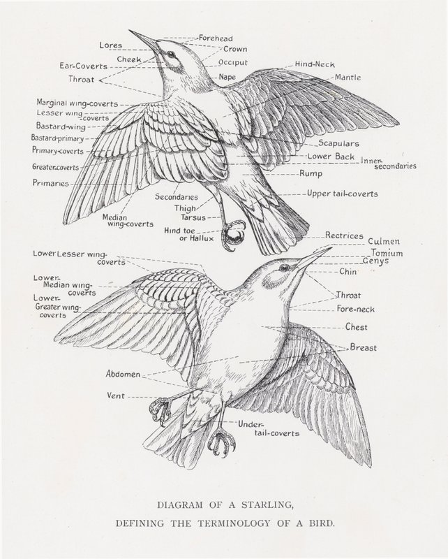 Diagram of a starling, defining the terminology of a bird by Alexander Francis Lydon