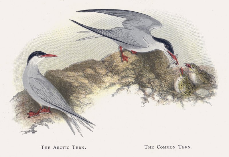 The Arctic Tern, The Common Tern by Alexander Francis Lydon