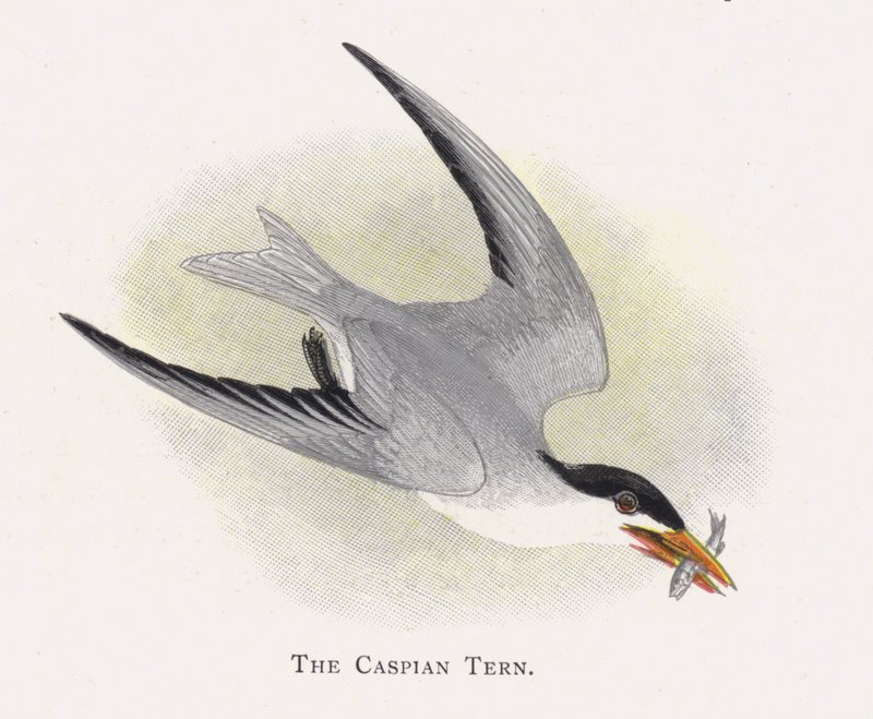 The Caspian Tern by Alexander Francis Lydon