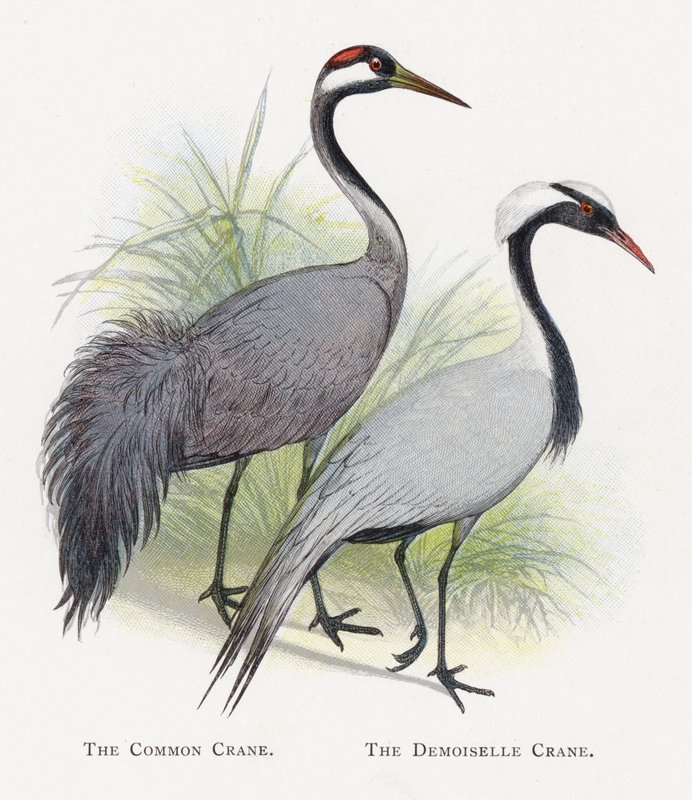 The Common Crane, The Demoiselle Crane by Alexander Francis Lydon