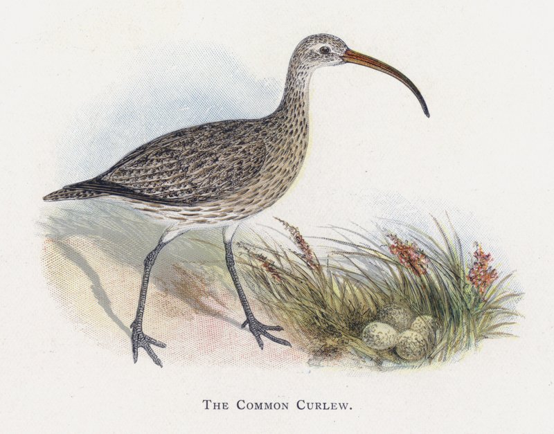 The Common Curlew by Alexander Francis Lydon