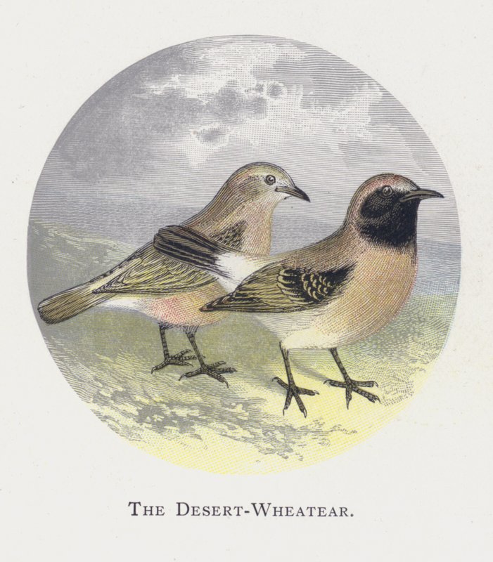 The Desert-Wheatear by Alexander Francis Lydon