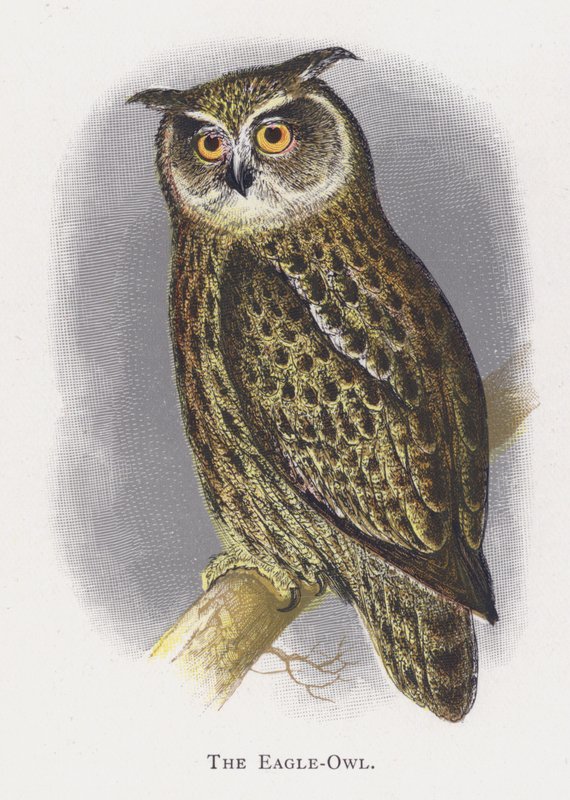 The Eagle-Owl by Alexander Francis Lydon