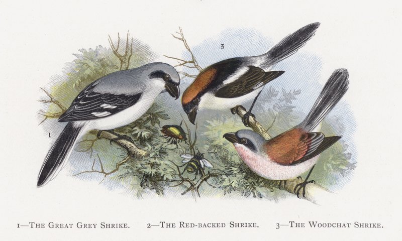 The Great Grey Shrike, The Red-backed Shrike, The Woodchat Shrike by Alexander Francis Lydon