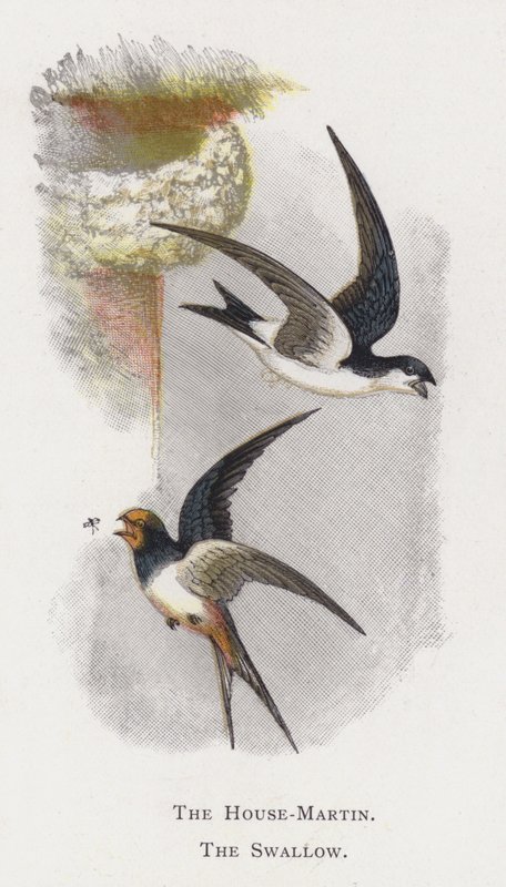 The House-Martin, The Swallow by Alexander Francis Lydon
