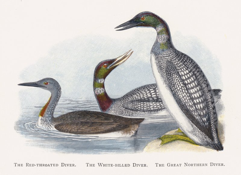 The Red-throated Diver, The White-billed Diver, The Great Northern Diver by Alexander Francis Lydon