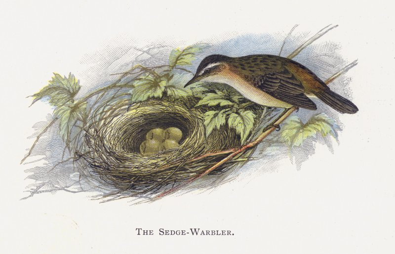 The Sedge-Warbler by Alexander Francis Lydon