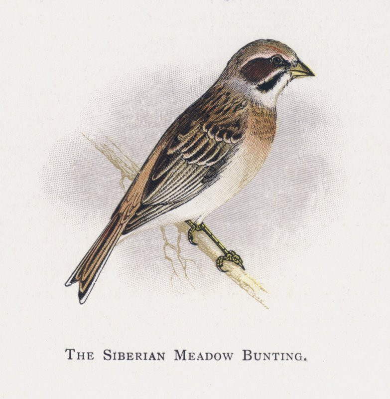 The Siberian Meadow Bunting by Alexander Francis Lydon