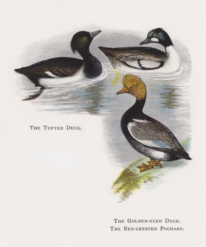 The Tufted Duck, The Golden-eyed Duck, The Red-crested Pochard by Alexander Francis Lydon