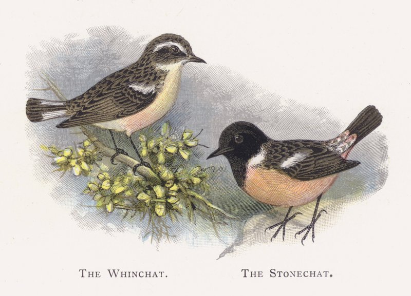 The Whinchat, The Stonechat by Alexander Francis Lydon