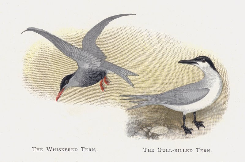 The Whiskered Tern, The Gull-billed Tern by Alexander Francis Lydon