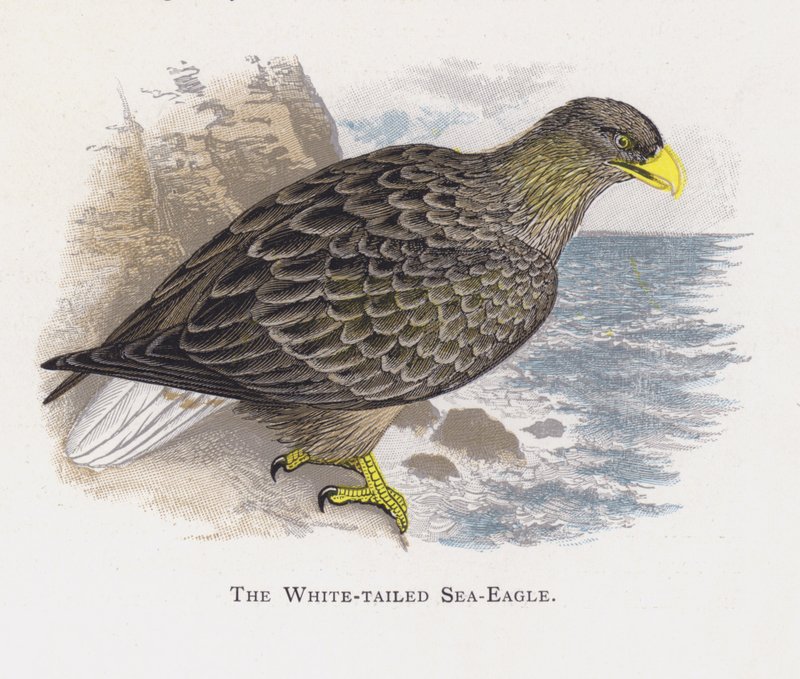 The White-tailed Sea-Eagle by Alexander Francis Lydon
