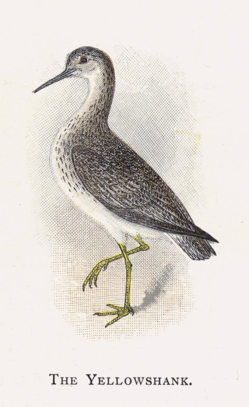The Yellowshank by Alexander Francis Lydon