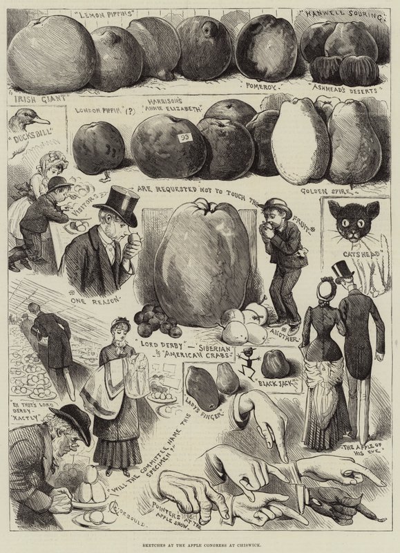 Sketches at the Apple Congress at Chiswick by Alfred Courbould