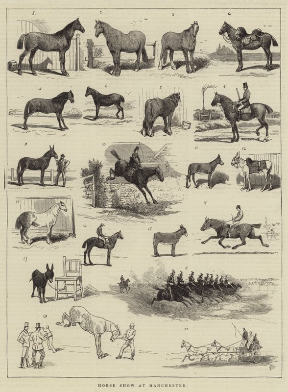 Horse Show at Manchester by Alfred Chantrey Corbould