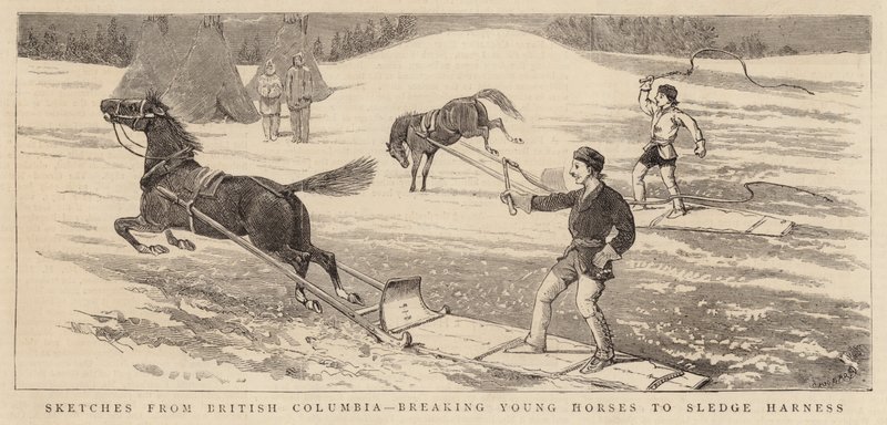 Sketches from British Columbia, breaking Young Horses to Sledge Harness by Alfred Chantrey Corbould
