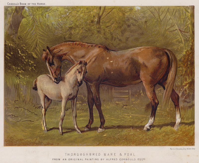 Thoroughbred Mare and Foal by Alfred Chantrey Corbould