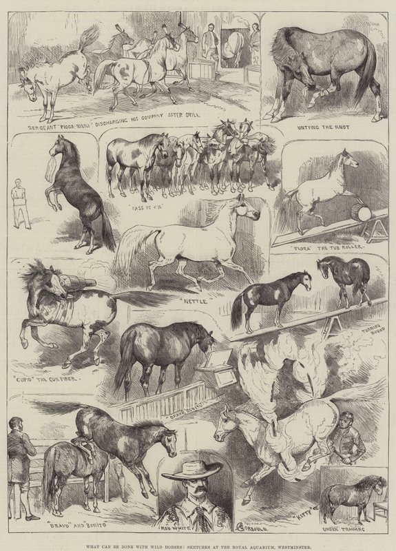 What Can Be Done with Wild Horses, Sketches at the Royal Aquarium, Westminster by Alfred Courbould