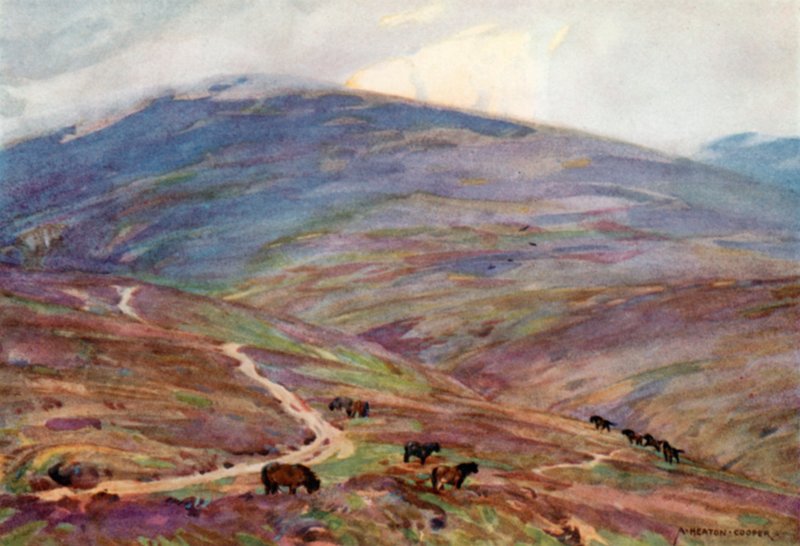 Exmoor Ponies, Below Dunkery Beacon by Alfred Heaton Cooper