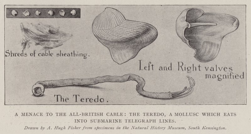A Menace to the All-British Cable, the Teredo, a Mollusc which eats into Submarine Telegraph Lines by Alfred Hugh Fisher
