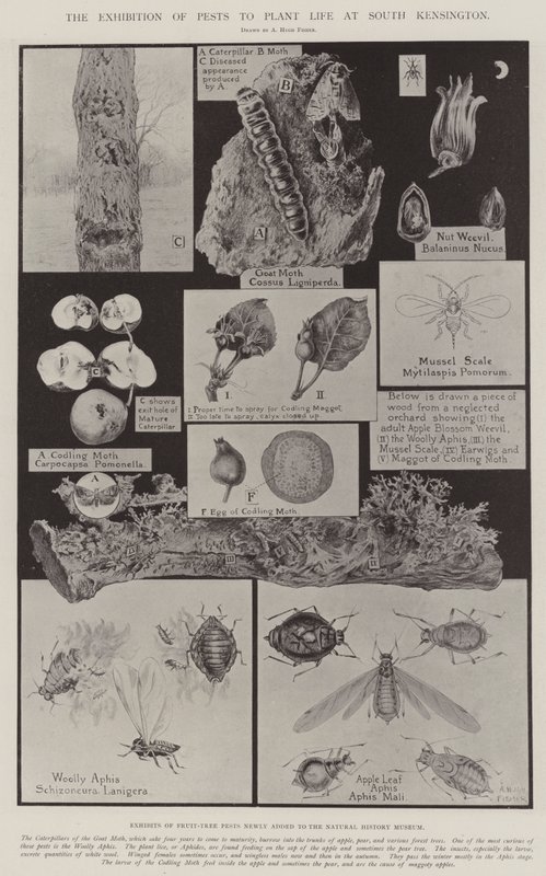 The Exhibition of Pests to Plant Life at South Kensington by Alfred Hugh Fisher