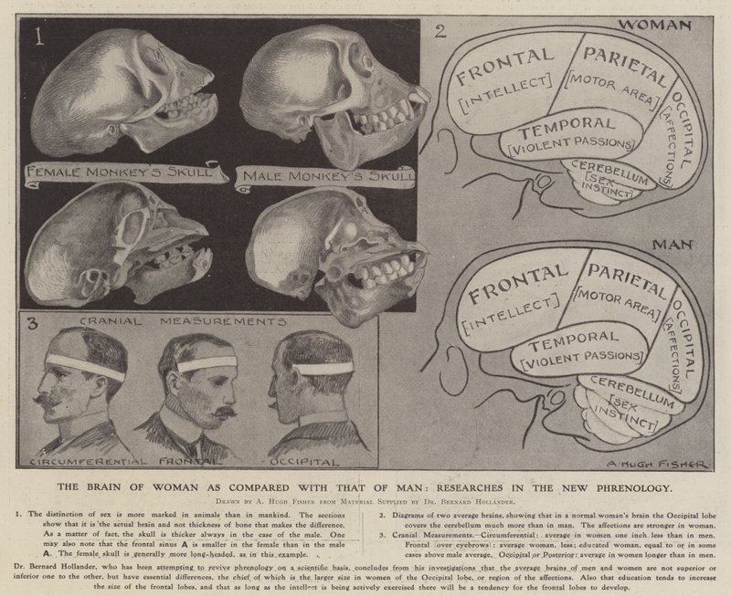 The Brain of Woman as Compared with That of Man: Researches in the New Phrenology by Alfred Hugh Fisher