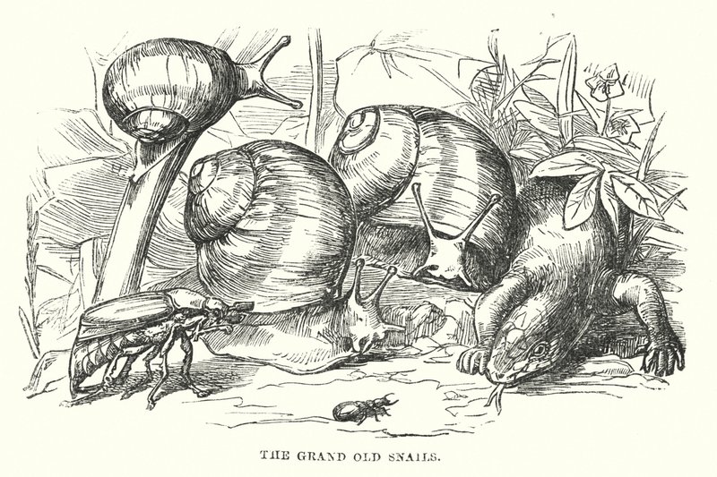 Hans Christian Andersen: The Happy Family by Alfred Walter (after) Bayes