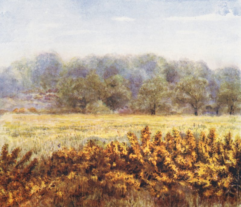 New Forest: Flower of the Gorse, from Park Hill Lawn by Alice Julia Argles