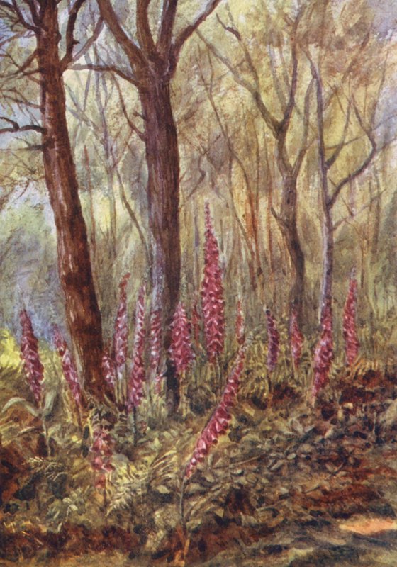 New Forest: Foxgloves in 