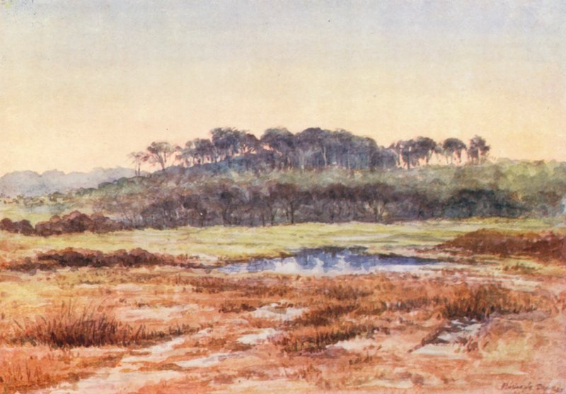 New Forest: From Denny Wood, Looking Towards Wood Fidley, December Afternoon by Alice Julia Argles