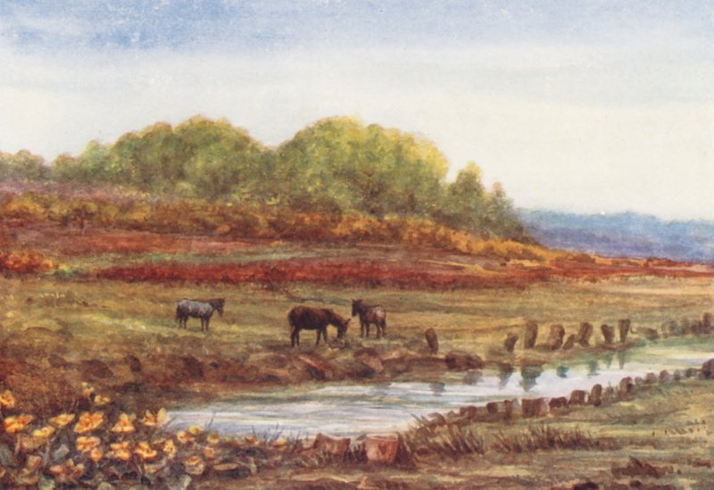 New Forest: Matley Wood and Bog, from Matley Passage by Alice Julia Argles
