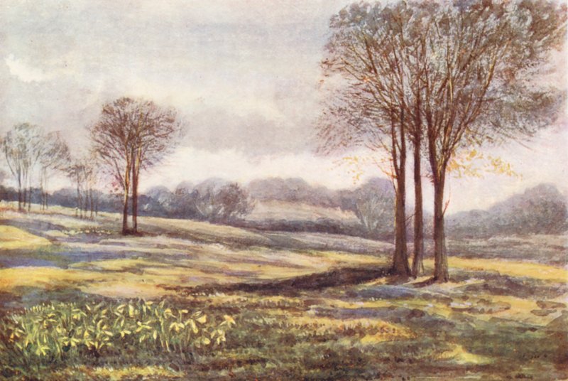 New Forest: Wild Daffodils at Minstead, March by Alice Julia Argles