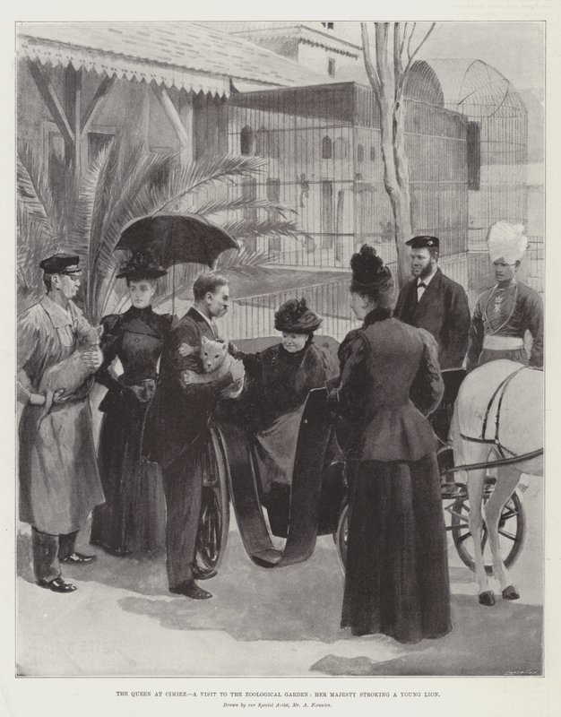 The Queen at Cimiez, a Visit to the Zoological Garden, Her Majesty Stroking a Young Lion by Amedee Forestier