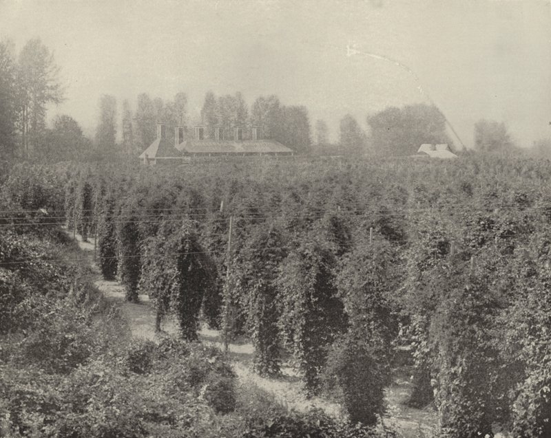 A Washington Hop Yard by American Photographer (after)