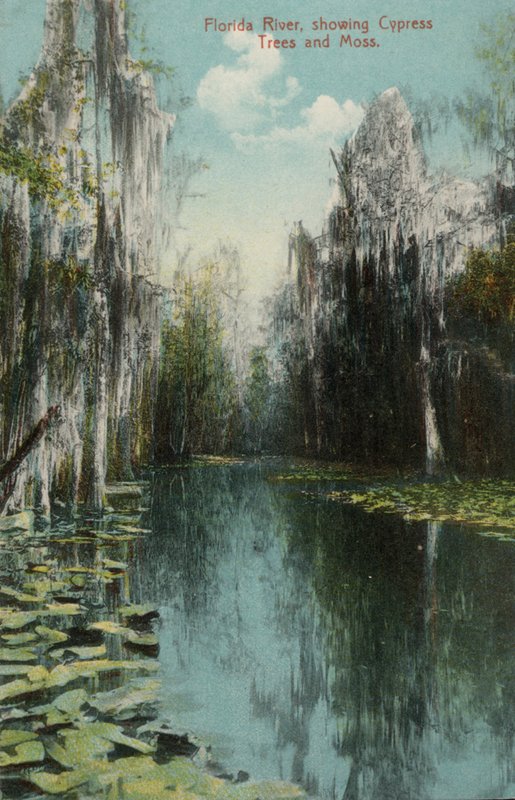 Florida River, showing Cypress Trees and Moss by American Photographer (after)