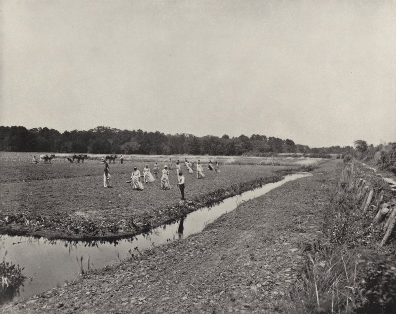 Planting Rice in North Carolina by American Photographer (after)