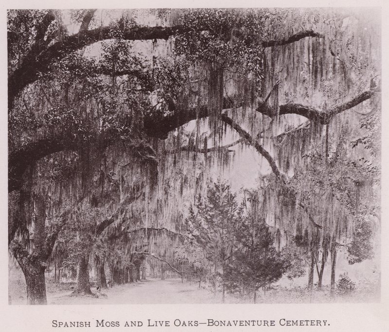 Spanish Moss and Live Oaks, Bonaventure Cemetery by American Photographer (after)