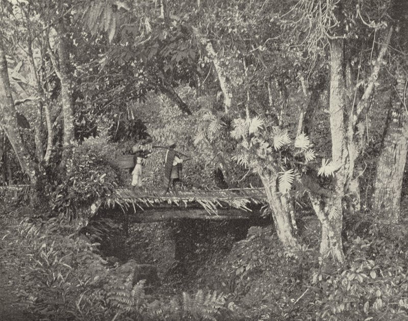 Tropical Scene in the State of Vera Cruz, Mexico by American Photographer (after)