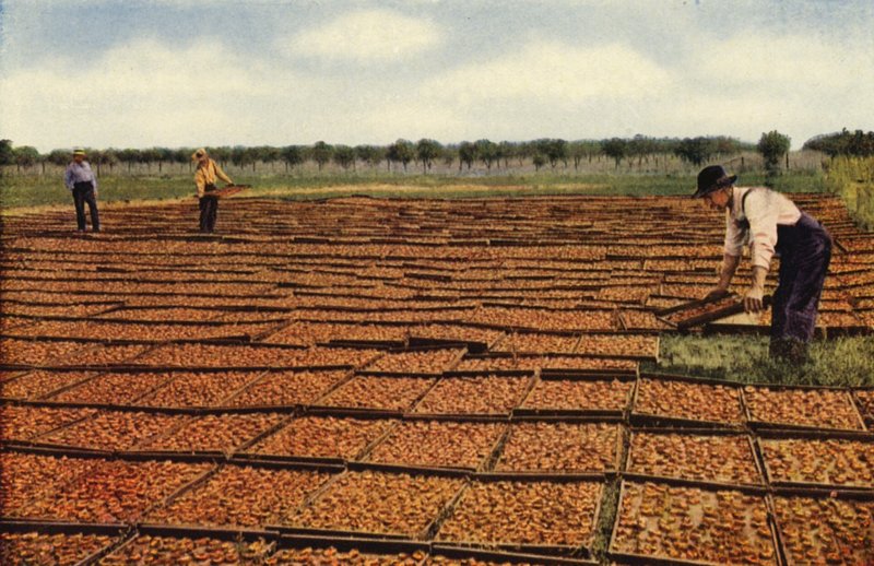 Drying Apricots, San Joaquin Valley by American Photographer