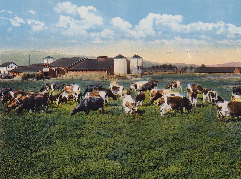 H R Timm Dairy, Dixon, California by American Photographer
