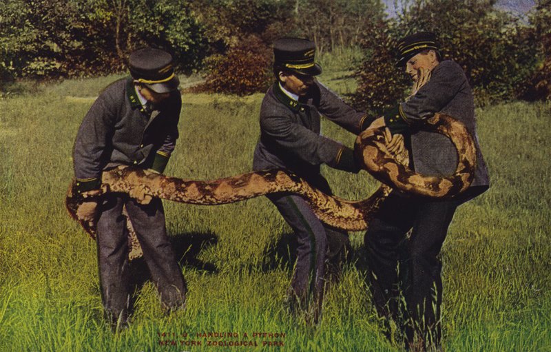 Handling a python, New York Zoological Park by American Photographer