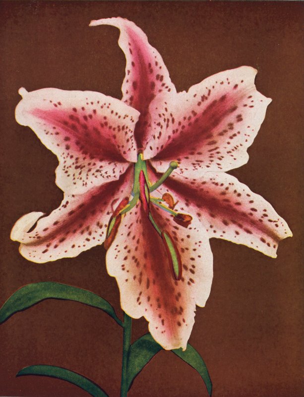 Lilies: Lilium Auratum, Crimson Queen by American Photographer